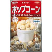 [とうもろこし]　まるポップ　約65粒　サカタ交配　実咲