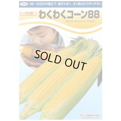 画像2: 送料無料　[とうもろこし]　わくわくコーン88　100粒　カネコ種苗（株）