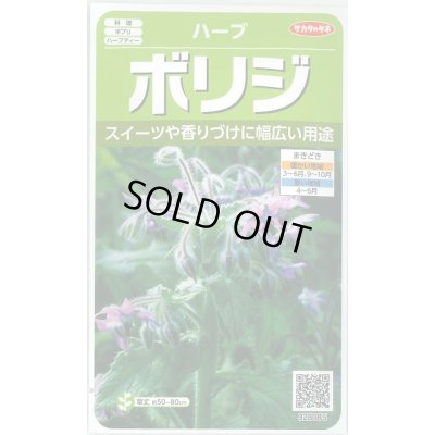 画像1: [ハーブの種] ボリジ 約45粒 (株)サカタのタネ 実咲250(003191)