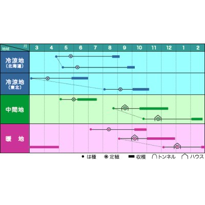 画像3: [ズッキーニ]　ＫＺ－２　100粒　ヴィルモランみかど