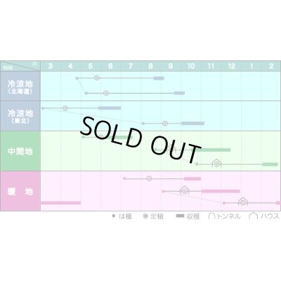 画像3: 送料無料　[ズッキーニ]　ＫＺ-2　100粒　ヴィルモランみかど（株）