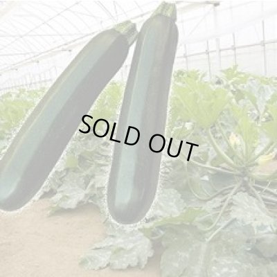 画像2: 送料無料　[ズッキーニ]　ＫＺ-2　100粒　ヴィルモランみかど（株）