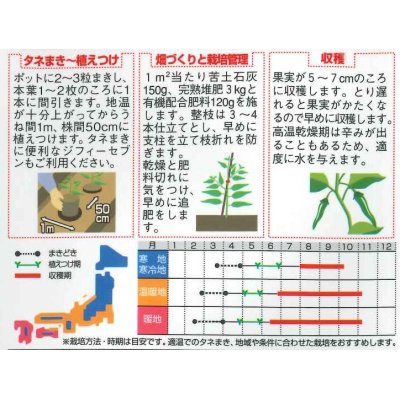 画像2: [ししとう]　翠臣　約30粒　サカタ交配　実咲