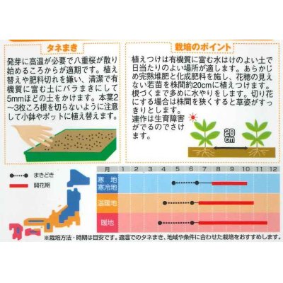 画像2: 花の種　 けいとう　八千代混合　約186粒　サカタのタネ（株）　 実咲200