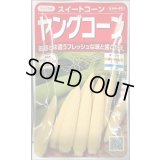 送料無料　[とうもろこし]　ヤングコーン　約90粒　(株)サカタのタネ　実咲450（002894）
