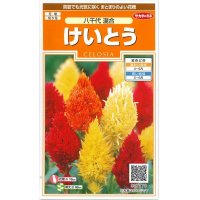 花の種　 けいとう　八千代混合　約186粒　サカタのタネ（株）　 実咲200