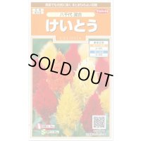 送料無料　花の種　けいとう　八千代混合　約186粒　(株)サカタのタネ　実咲200（026322）