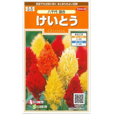 画像1: 花の種　 けいとう　八千代混合　約186粒　サカタのタネ（株）　 実咲200