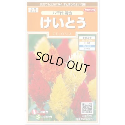 画像1: 送料無料　花の種　けいとう　八千代混合　約186粒　(株)サカタのタネ　実咲200（026322）