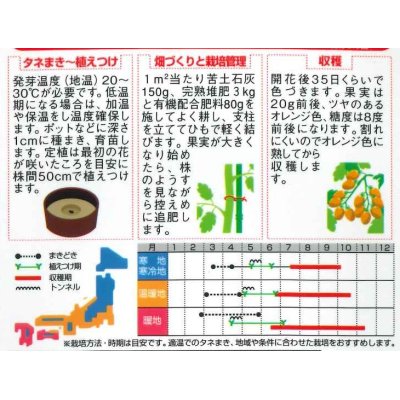 画像2: [トマト/ミニトマト]　オレンジアイコ　13粒 　サカタのタネ（株）実咲500