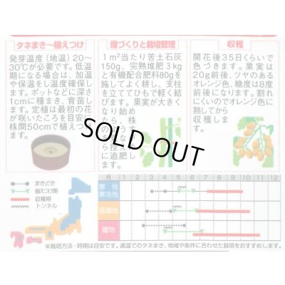 画像2: 送料無料　[トマト/ミニトマト]　オレンジアイコ　13粒　(株)サカタのタネ　実咲550 （002827）