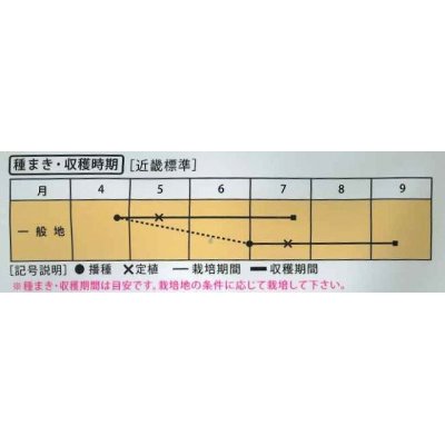 画像3: [とうもろこし]　もちもち太郎バイカラー　1dll（約300粒）　(株）大和農園