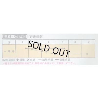 画像3: 送料無料　[とうもろこし]　もちもち太郎パープル　1L　（株）大和農園