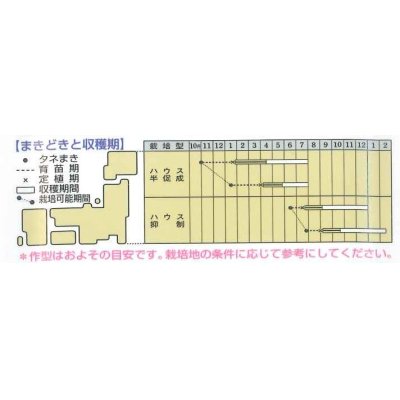 画像2: [トマト/桃太郎系]　桃太郎ヨーク　1000粒 　タキイ種苗（株）