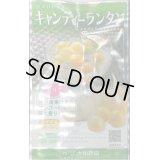 送料無料　キャンディーランタン　100粒　大和農園