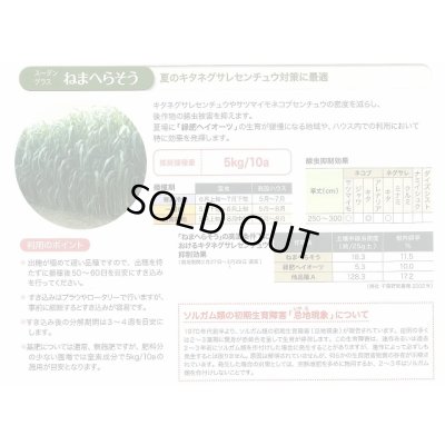 画像5: [緑肥]　ねまへらそう　(ス-パーダン2)　1kg　雪印種苗(株)