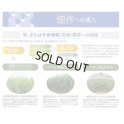 画像4: [緑肥]　ねまへらそう　(ス-パーダン2)　1kg　雪印種苗(株)