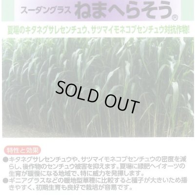 画像3: [緑肥]　ねまへらそう　(ス-パーダン2)　1kg　雪印種苗(株)