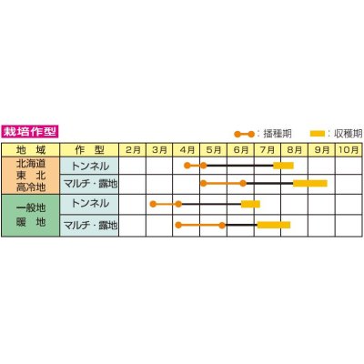 画像3: [とうもろこし]　ピュアホワイトSP   200粒　雪印種苗