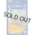 送料無料　[メロン]　レノンウェーブ　100粒　タキイ種苗(株)
