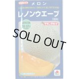 送料無料　[メロン]　レノンウェーブ　100粒　タキイ種苗(株)