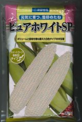 送料無料[とうもろこし]　ピュアホワイトSP　2000粒　雪印種苗