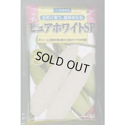画像1: 送料無料[とうもろこし]　ピュアホワイトSP　2000粒　雪印種苗（株）