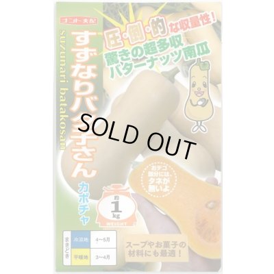 画像1: 送料無料　[かぼちゃ]　すずなりバタ子さん　6粒　ナント種苗(株)