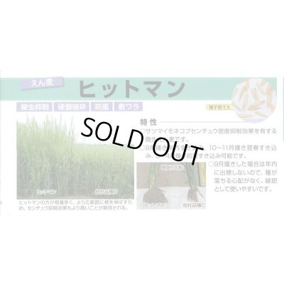 画像2: [緑肥]　えん麦　ヒットマン　1kg　カネコ種苗(株)