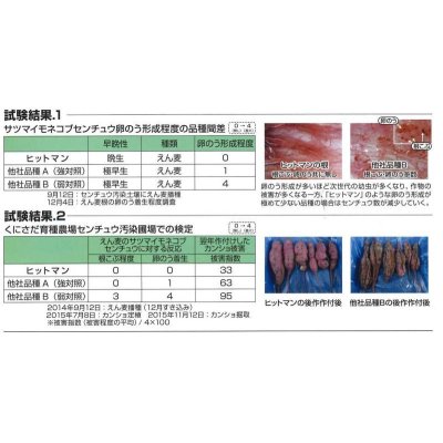 画像4: [緑肥]　えん麦　ヒットマン 　1kg  カネコ種苗(株）