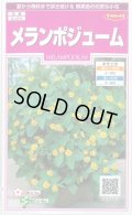 送料無料　花の種　メランポジューム　約50粒　(株)サカタのタネ　実咲350（026165）