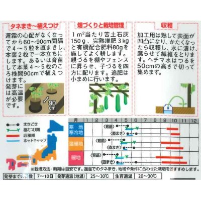 画像2: [その他]　ヘチマ　約35粒　サカタのタネ（株）実咲200