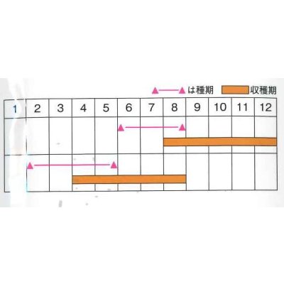 画像4: 送料無料　[キュウリ]　ワントップ　350粒　(株)ときわ研究場