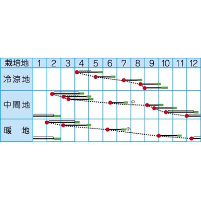 画像2: [小松菜]　京小判小松菜　6ｍｌ　　（株）タカヤマシード