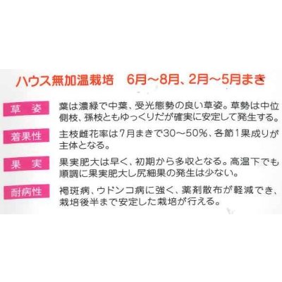 画像3: 送料無料　[キュウリ]　ワントップ　350粒　(株)ときわ研究場