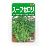 送料無料　[セロリ]　スープセロリ　約2600粒　(株)サカタのタネ　実咲250（002998）