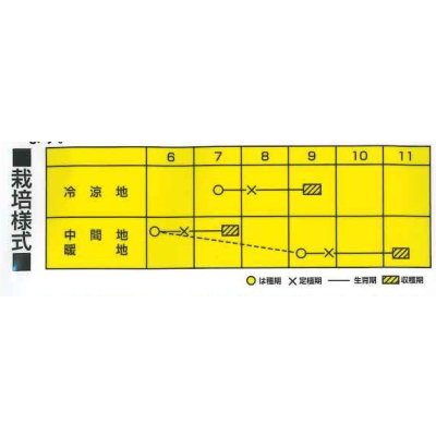 画像2: [白菜] 極意 1.5ml カネコ種苗（株）