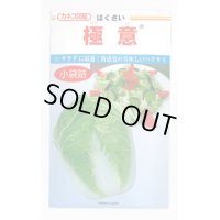 [白菜]　極意　1.3ml　カネコ交配