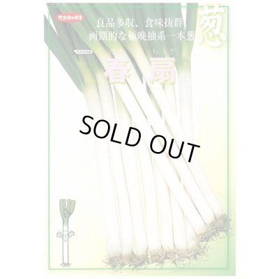 画像3: 送料無料 [ねぎ] 春扇 20ml(裸種子) (株)サカタのタネ