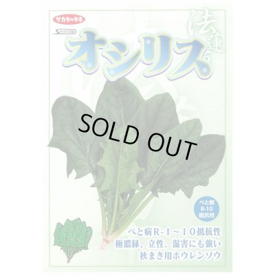 画像6: [ほうれんそう]　オシリス　2万粒　種子サイズ：L　（株）サカタのタネ