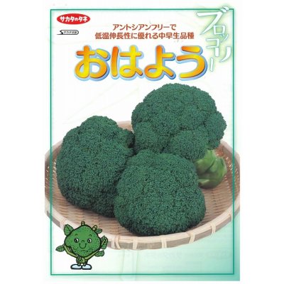 画像4: 送料無料　[ブロッコリー]　おはよう　ペレット5000粒　(株)サカタのタネ