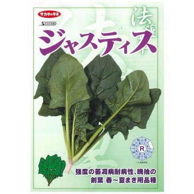 画像4: [ほうれんそう] ジャスティス 種子サイズ M 3万粒 （株）サカタのタネ