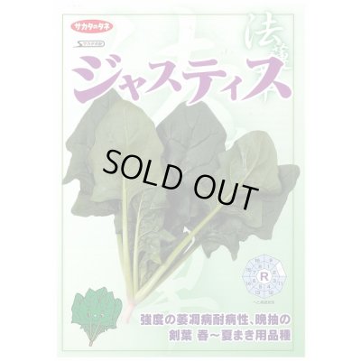画像4: [ほうれんそう]　ジャスティス　種子サイズ　M　3万粒　（株）サカタのタネ