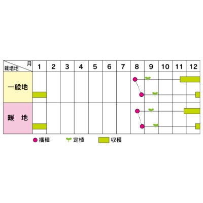 画像4: 送料無料　[ブロッコリー]　こんにちは　ペレット5000粒　(株)サカタのタネ