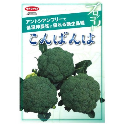 画像2: 送料無料　[ブロッコリー]　こんばんは　2000粒　(株)サカタのタネ
