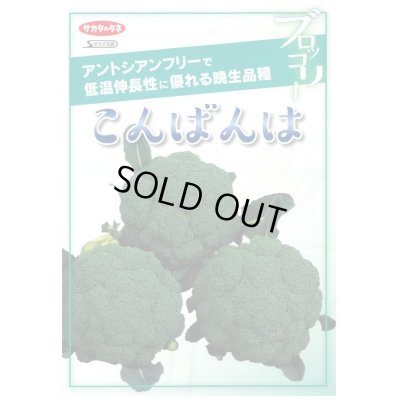 画像2: [ブロッコリー]送料無料！　こんばんは　ペレット5000粒　サカタ交配　