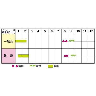 画像4: 送料無料　[ブロッコリー]　こんばんは　2000粒　(株)サカタのタネ