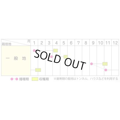画像5: 送料無料　[かぶ]　二刀　20ml　(株)サカタのタネ