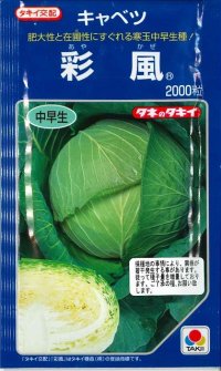 [キャベツ]　彩風　2000粒  タキイ種苗（株）