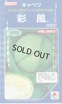[キャベツ] 彩風 2000粒 タキイ種苗(株)